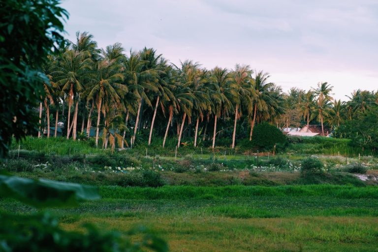A scenic view of a rural field lined with coconut trees under a soft pastel sky.